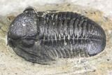 Bargain, Detailed Gerastos Trilobite Fossil - Morocco #141674-2